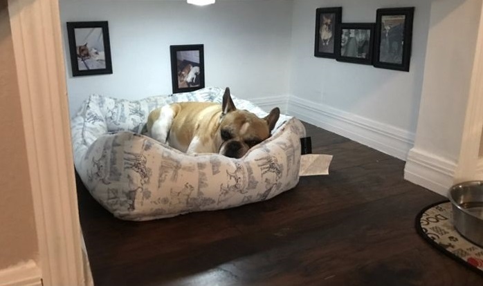 11 kutya, aki biztosan jobban él nálad!