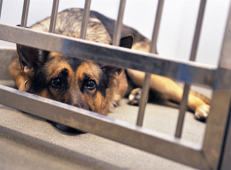 kutya menhely szomorú felnőt árva - randevau.hu