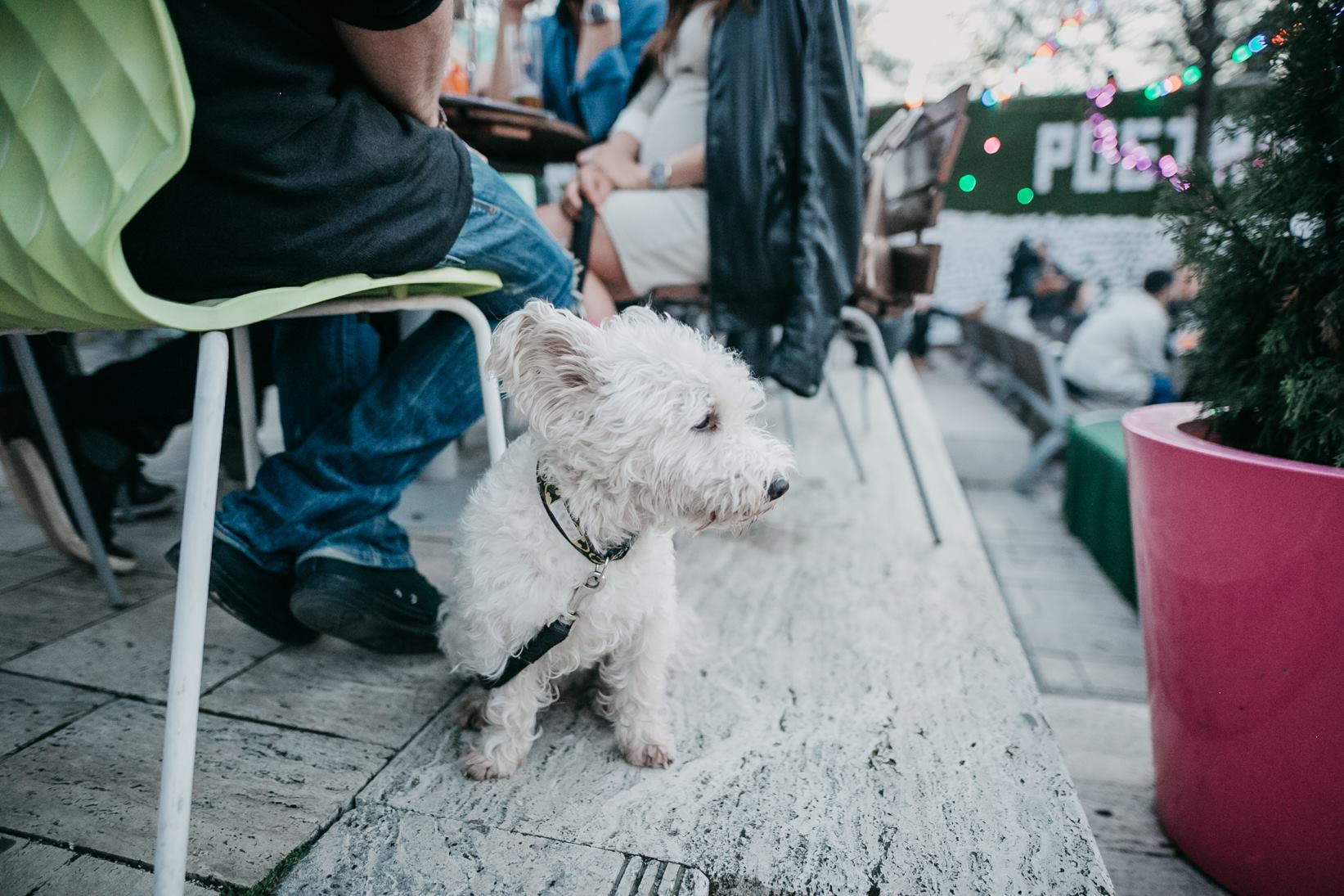 5 pesti beulos akvárium
