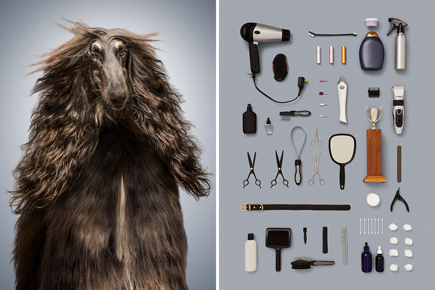 6 kutya és az ő életük 4