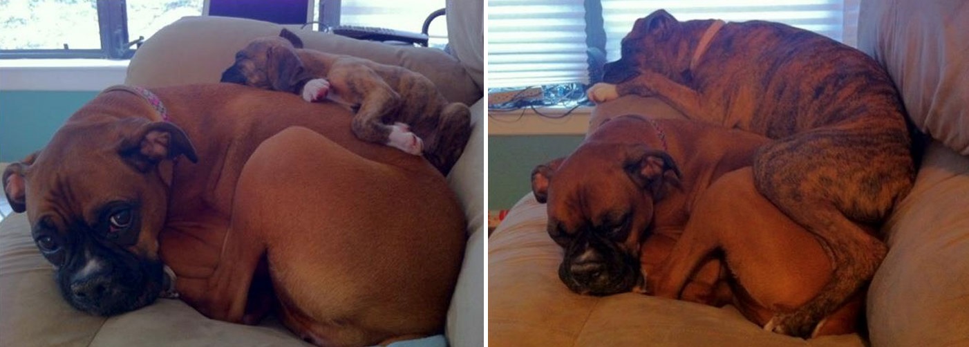 a boxerek ezer arca 2 1jpg