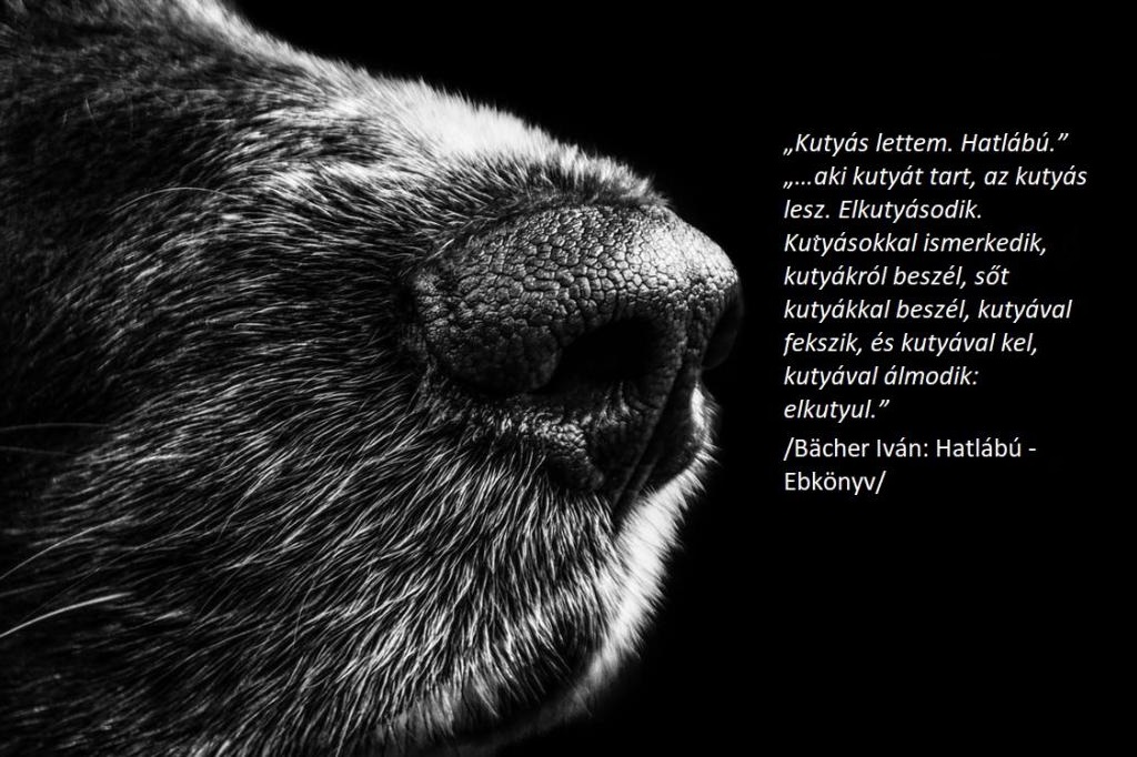 A RANDEVAU megalakulása …