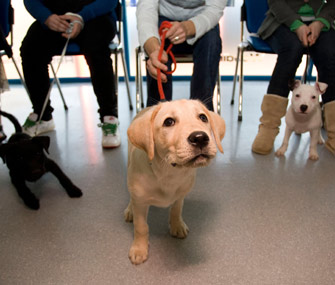 allatorvost de tustent