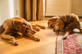 allatorvost de tustent4