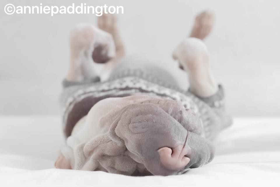 Ismerjétek meg Paddington-t a tasmániai shar-pei-t