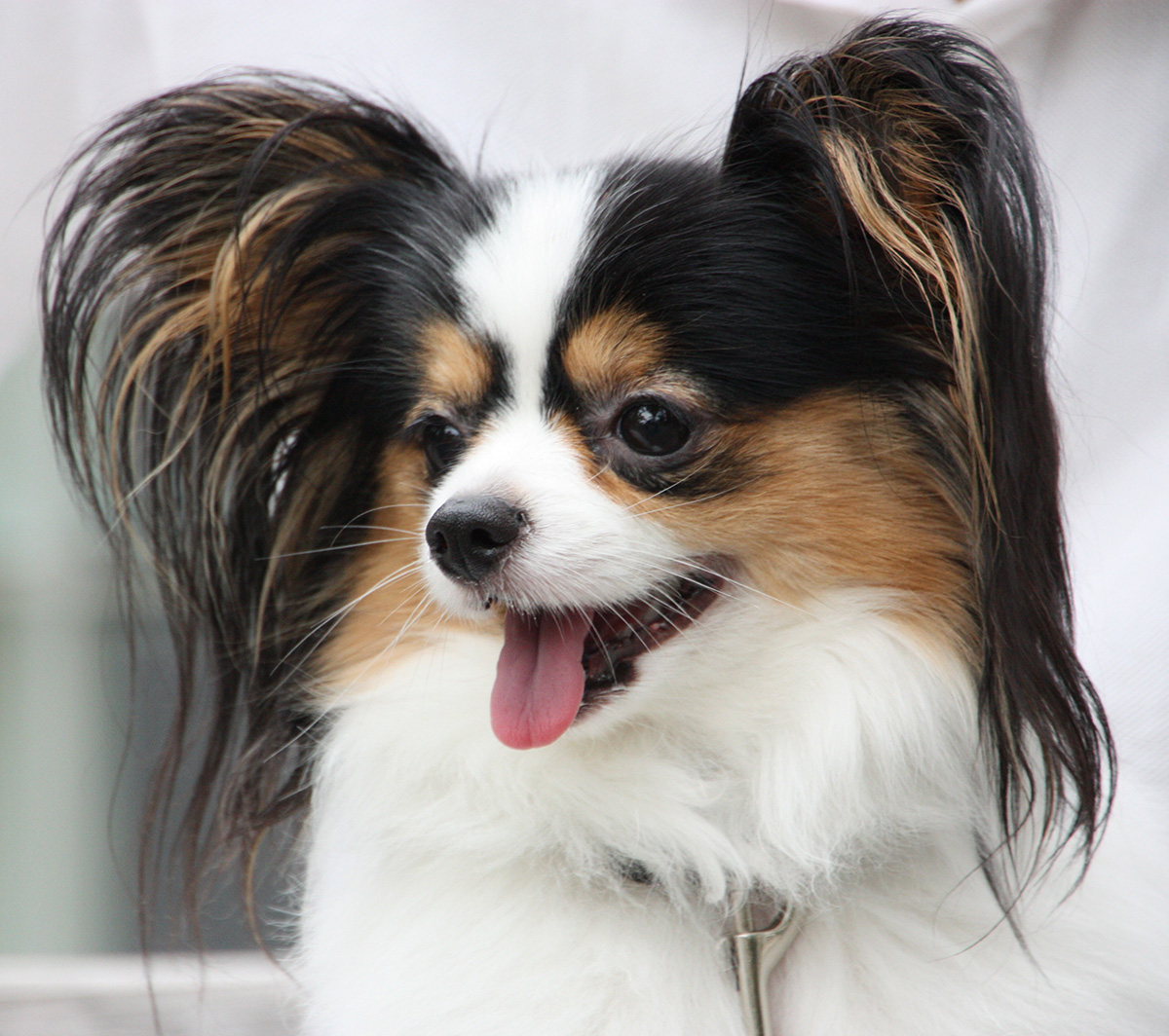 atlagon feluli intelligencia 8 1