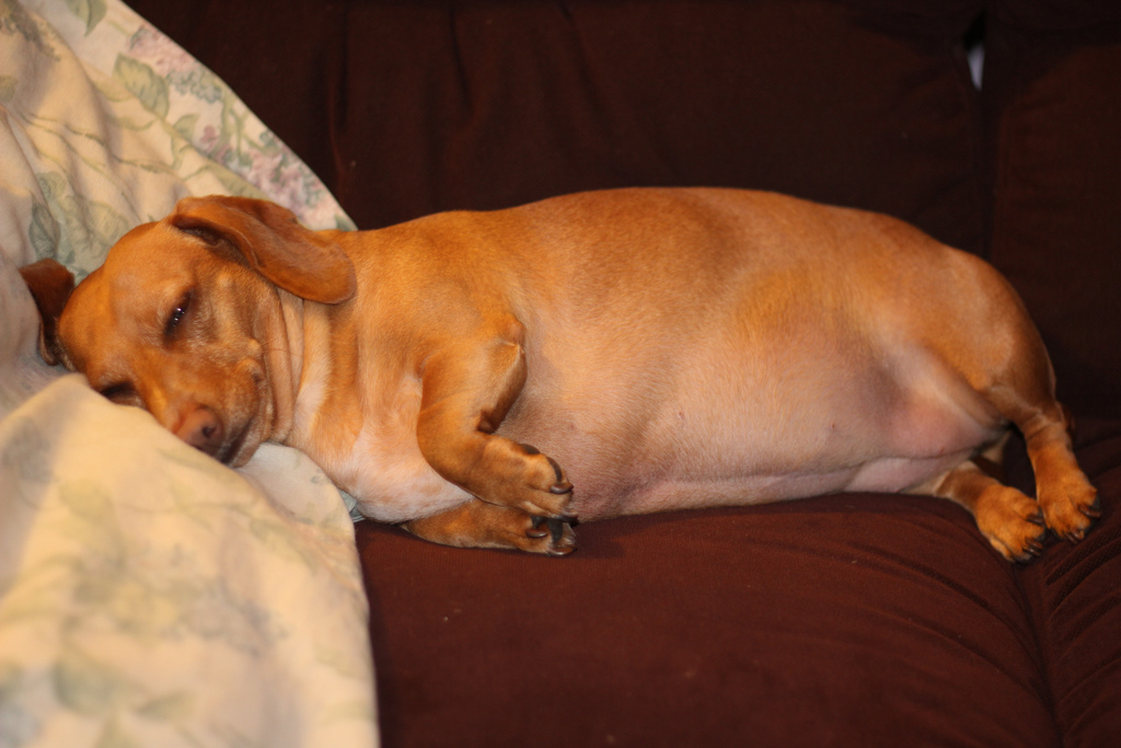 Az elhízás betegség!