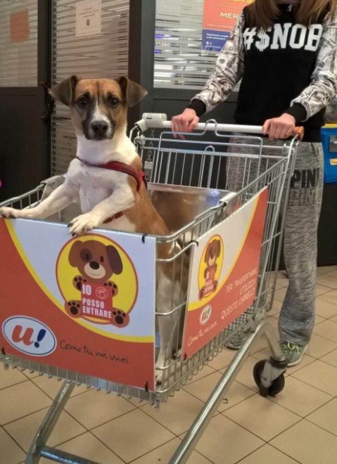 az olaszok forradalmasitotta a kutyabarat 2