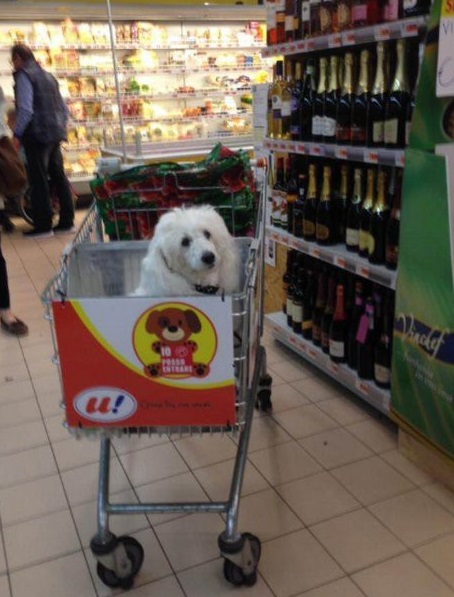 az olaszok forradalmasitotta a kutyabarat 3