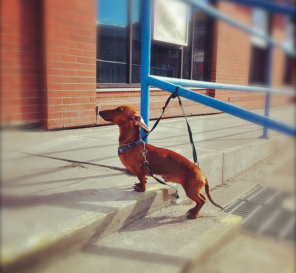 Az olaszok forradalmasították a kutyabarát üzlet fogalmát!