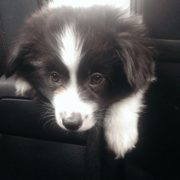 corgi keverekek szamojed