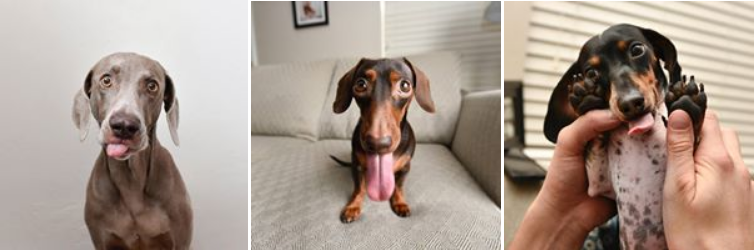 harlow and sage 13 14 15