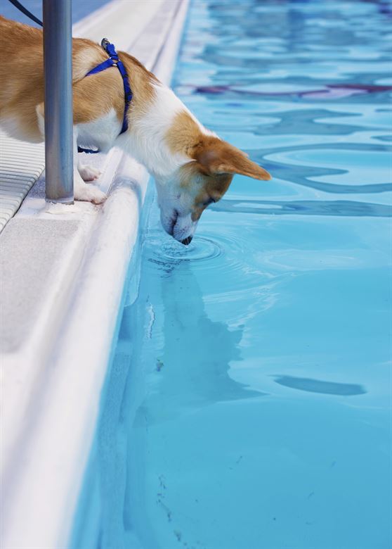 kutya víz mellett kutyaúszás veszélye - randevau.hu