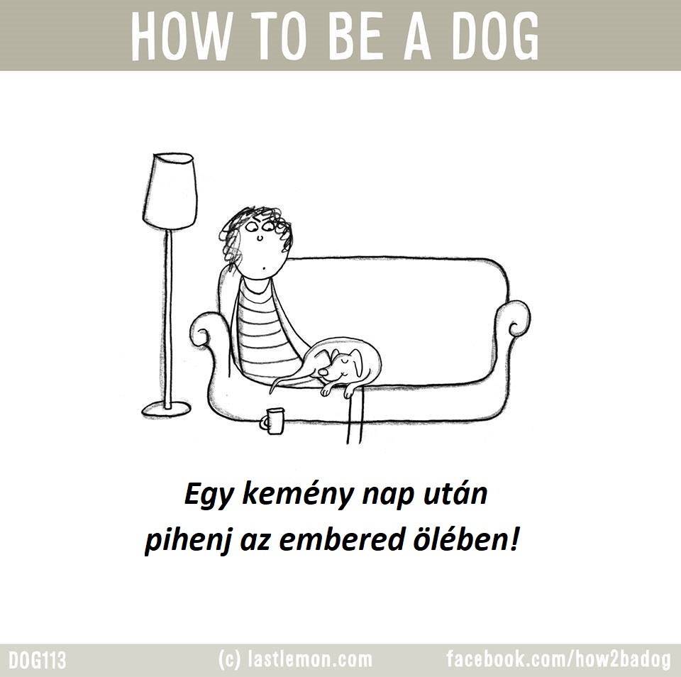 hogyan legyel jo kutya 10