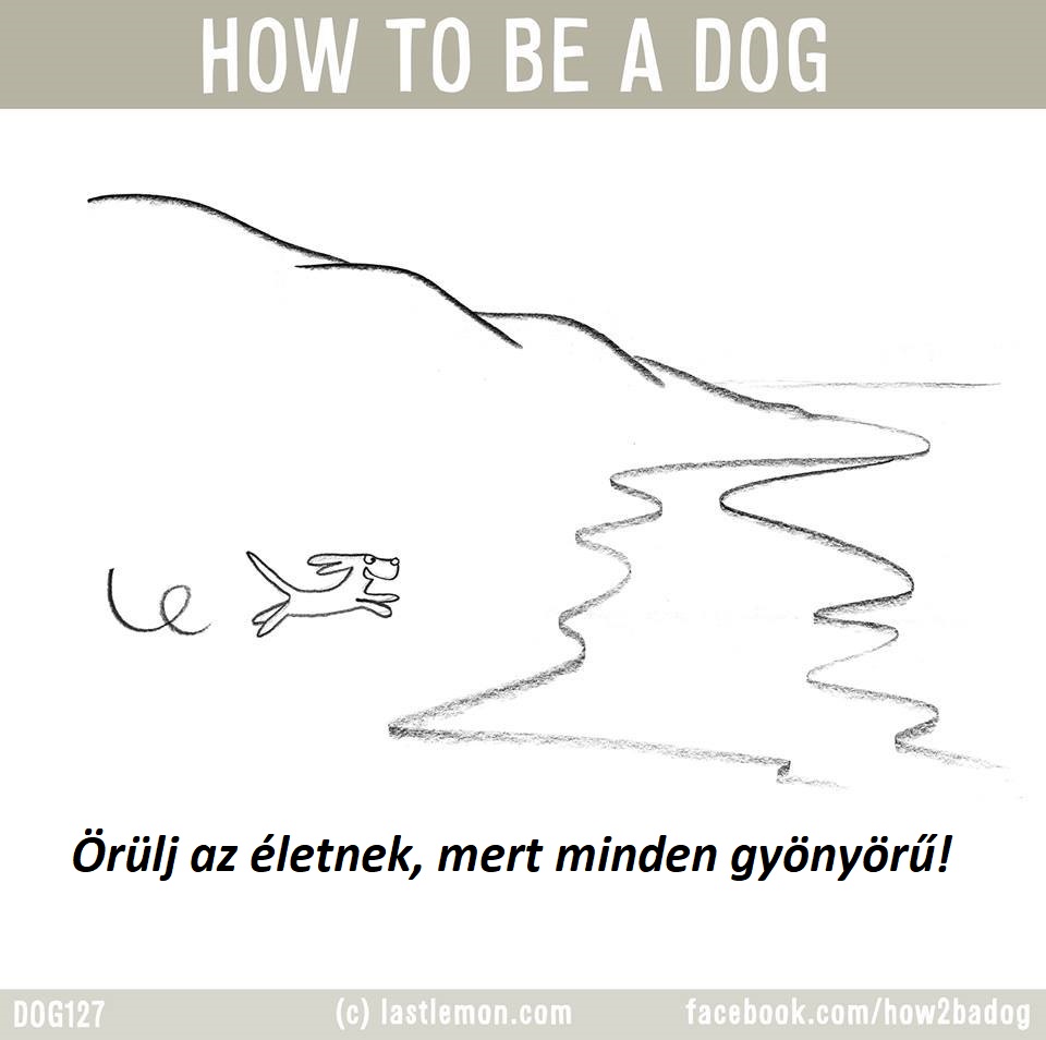 hogyan legyel jo kutya 11