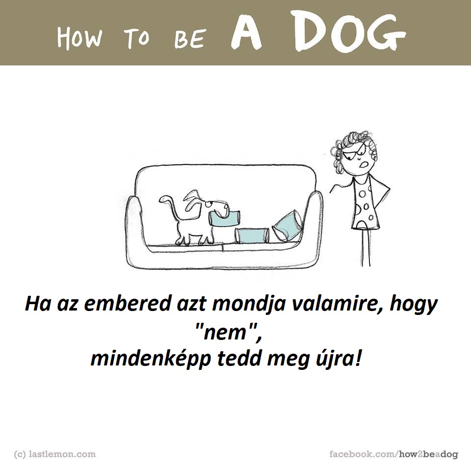 hogyan legyel jo kutya 4