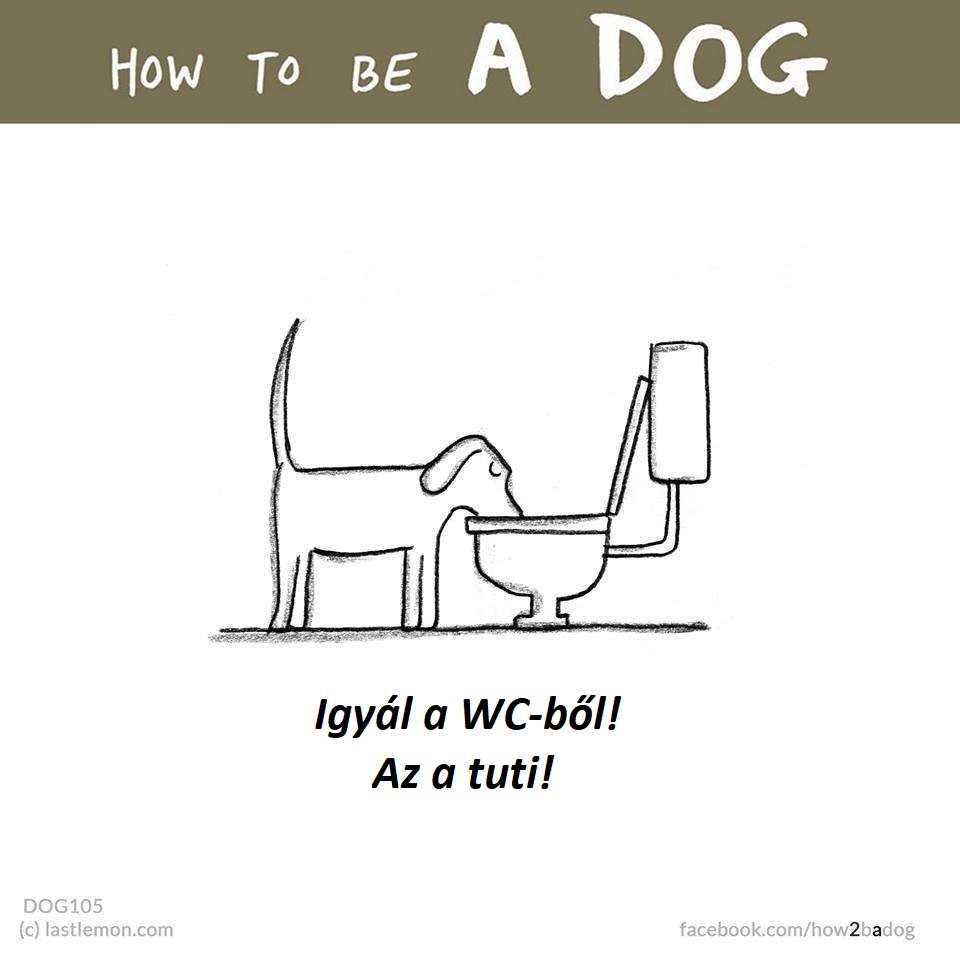 hogyan legyel jo kutya 5
