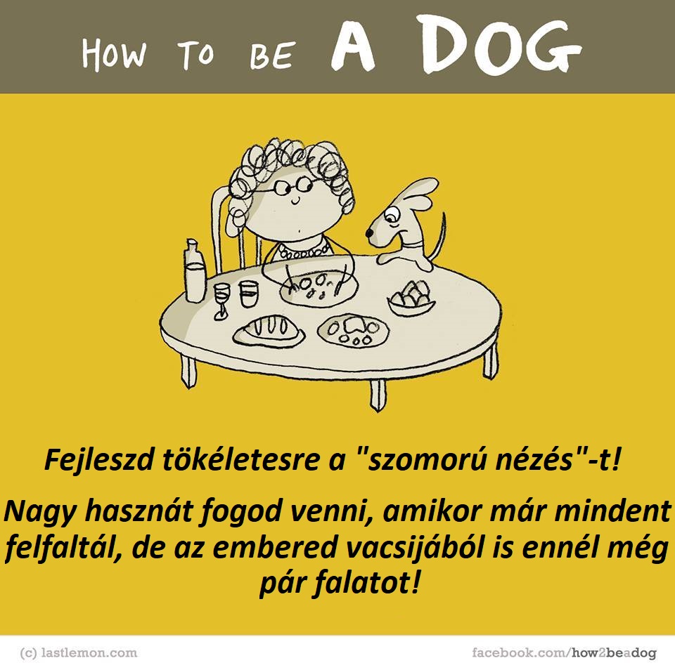 hogyan legyel jo kutya 7