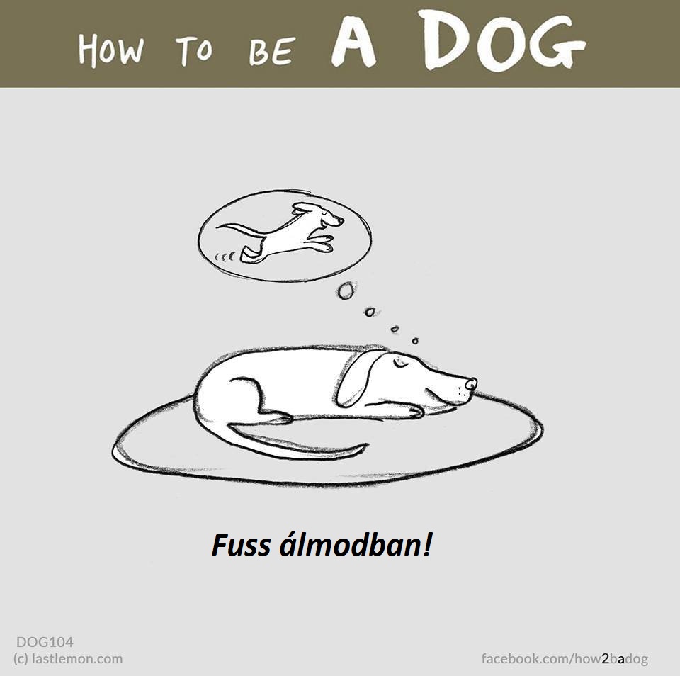 hogyan legyel jo kutya 8