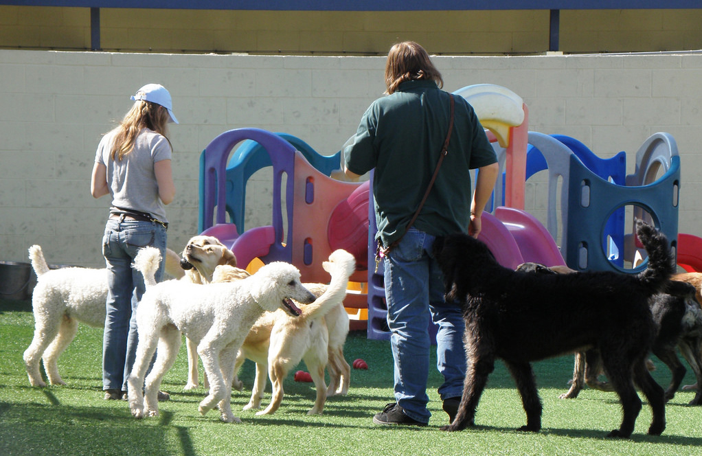 hogyan valassz kutyaiskolat 1v2