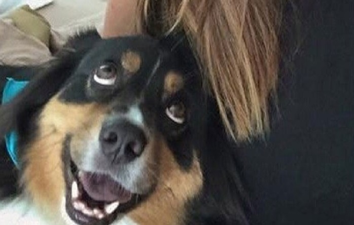 Humorcsokor - gazdiktól!