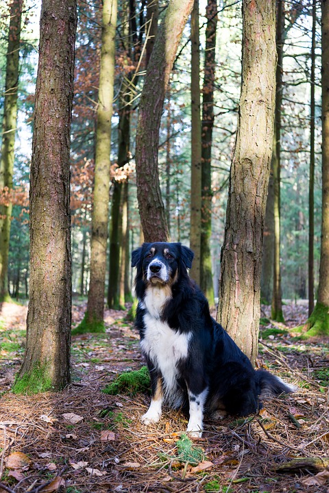 kullancsot talaltam a kutyamban 2