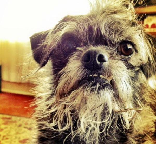 kulonbozo kutyafajtak keveredese 10 10