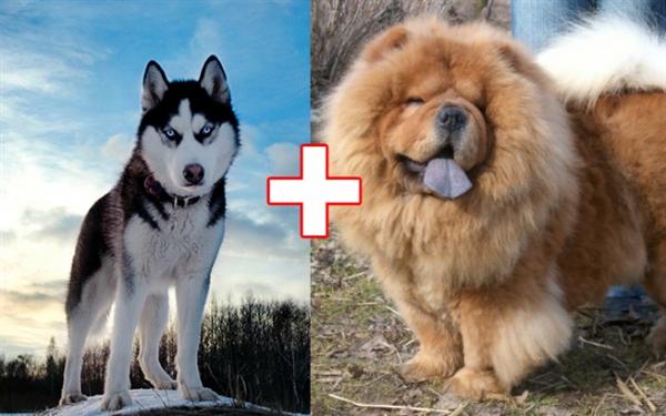 kulonbozo kutyafajtak keveredese 2