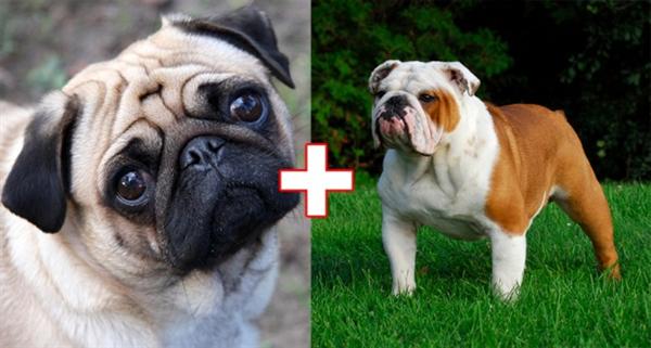 kulonbozo kutyafajtak keveredese 3