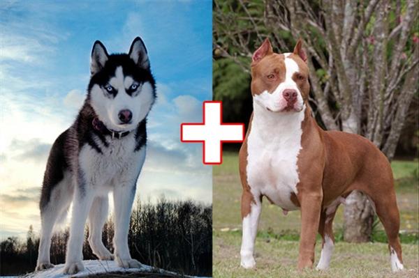 kulonbozo kutyafajtak keveredese 4