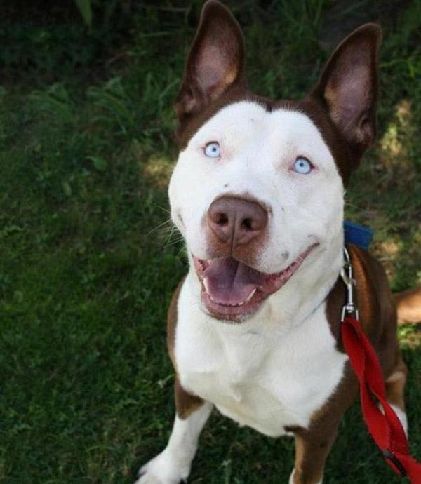 kulonbozo kutyafajtak keveredese 4 4