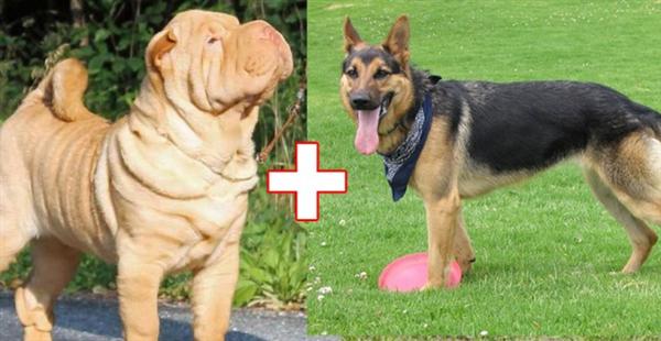 kulonbozo kutyafajtak keveredese 8