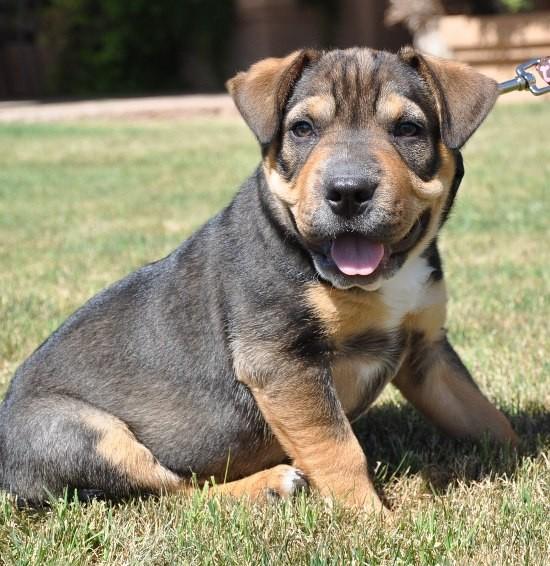 kulonbozo kutyafajtak keveredese 8 8