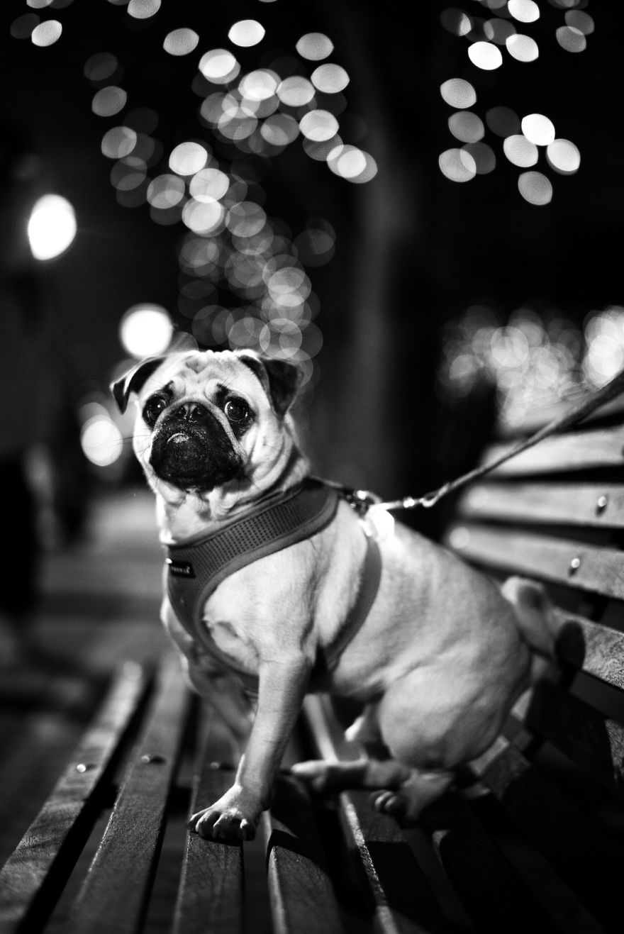 kutyak a vilag minden pontjan 7