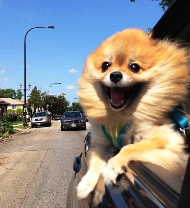 kutyak akik imadnak autozni 1