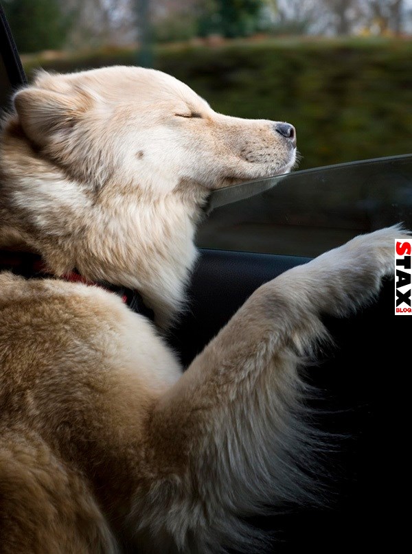 kutyak akik imadnak autozni 8