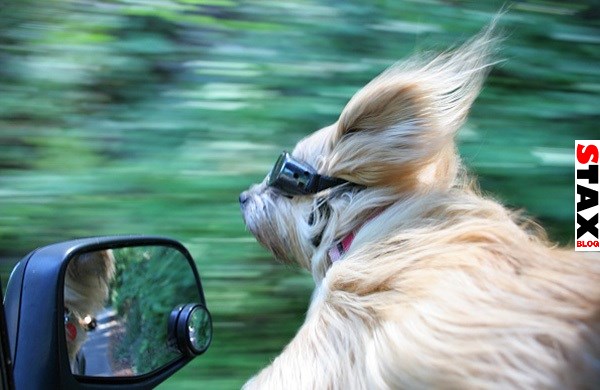 kutyak akik imadnak autozni 9