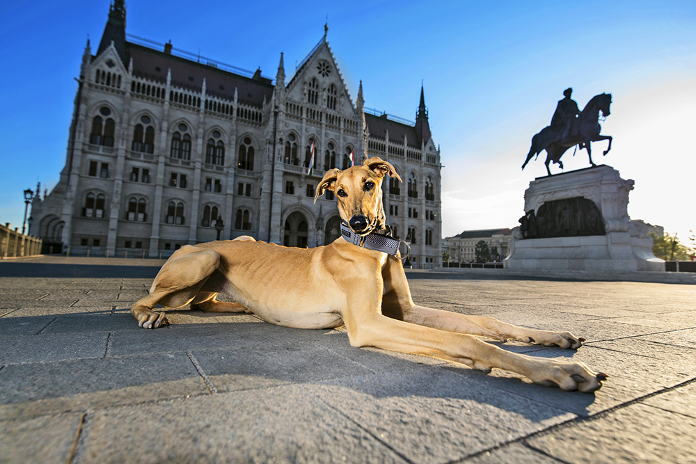 kutyak budapesten1.1