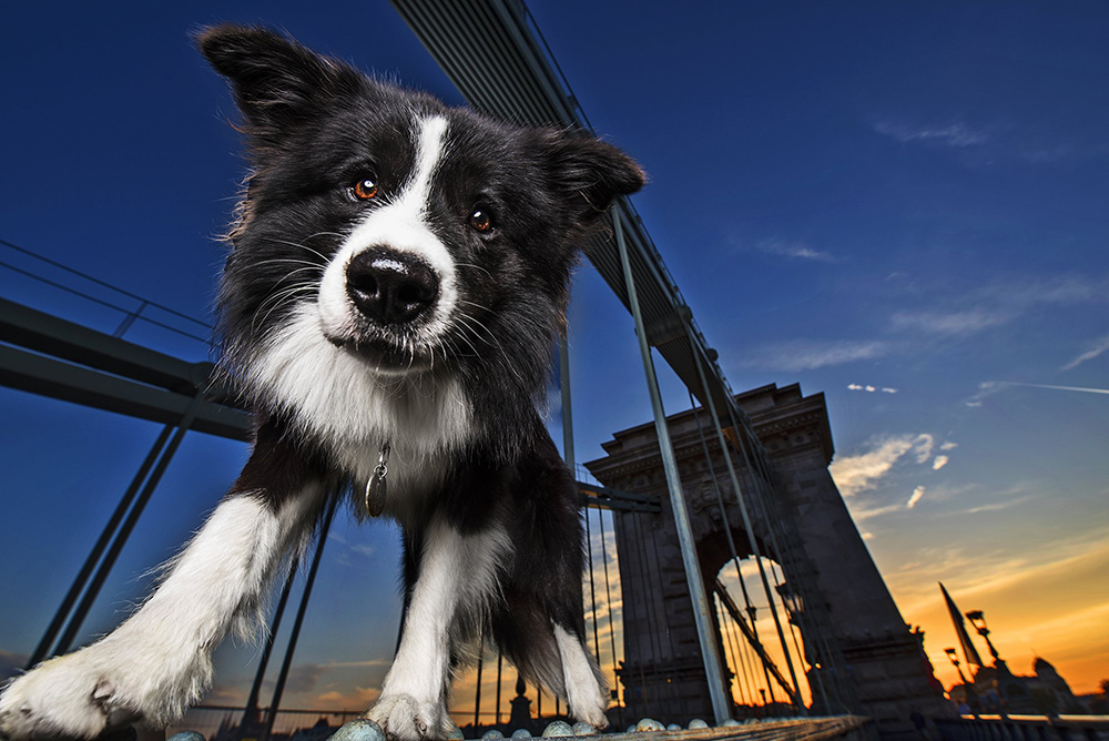 kutyak budapesten2.2