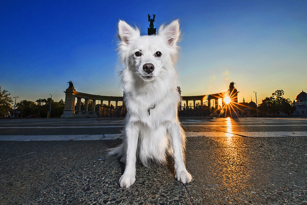 kutyak budapesten3.3