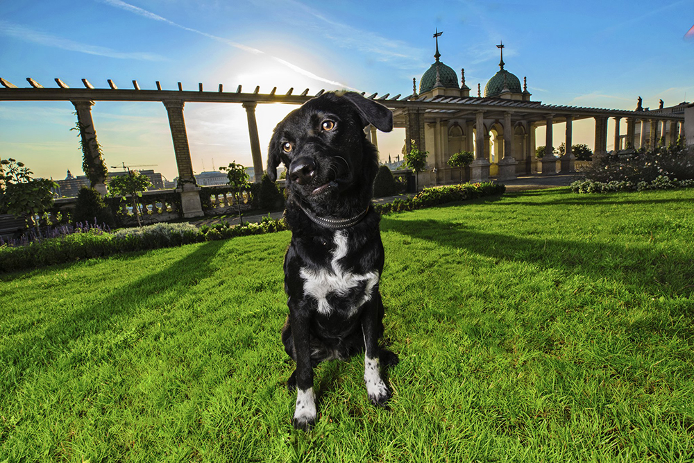 kutyak budapesten4.4