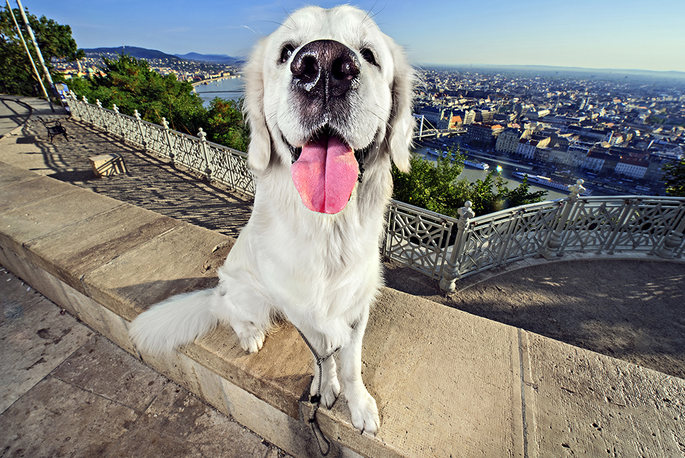 kutyak budapesten5.5