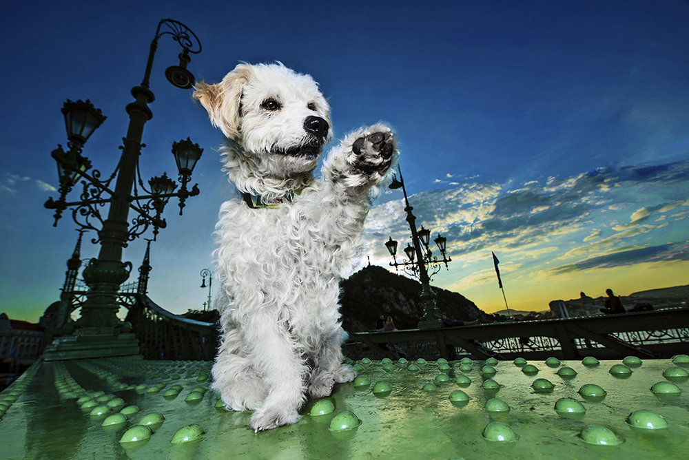 kutyak budapesten6.6