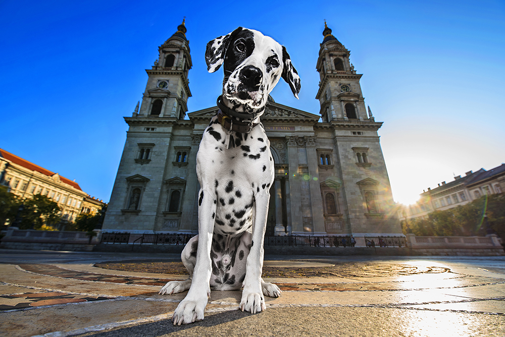 kutyak budapesten7.7