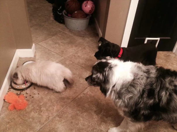 Kutya macska együtt 9