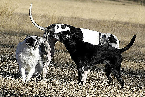 kutya dominanciás viselkedése ismerkedés szagolgatás - randevau.hu