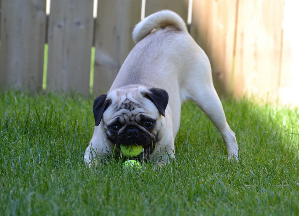 mit tehetsz hogy oregedo kutyusod ujra fiatalnak erezze magat 2