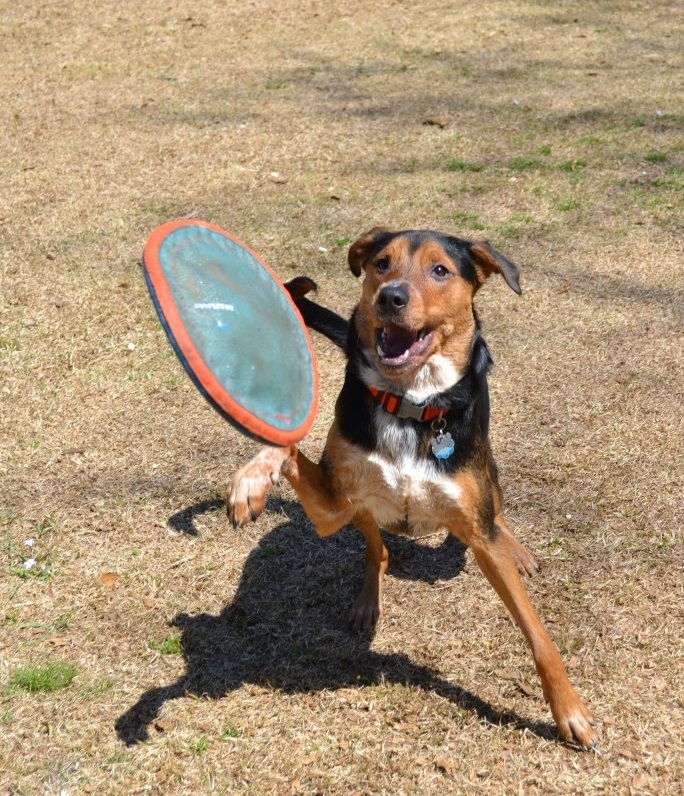 kutya sport frizbi szorakozás - randevau.hu