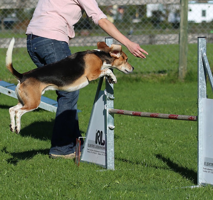 kutya sport agility szorakozás - randevau.hu