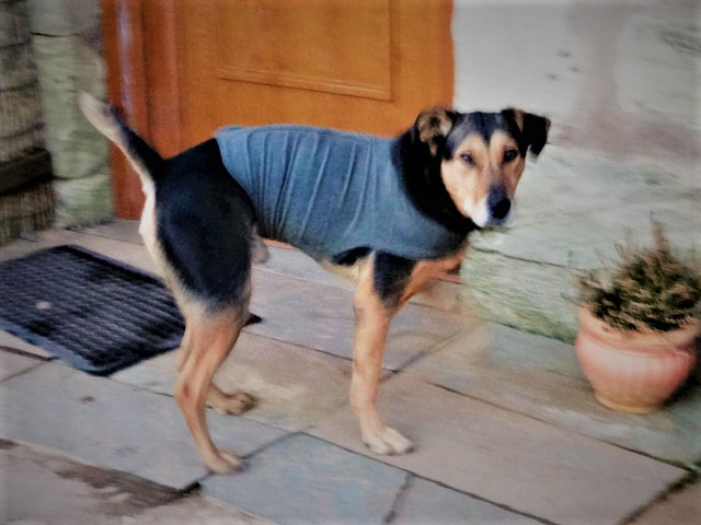 kutya ruha műtét utánra - randevua.hu